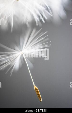 Löwenzahn-Uhr Stockfoto