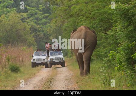 Eine Gruppe von Touristen, die einen wilden Elefanten aus dem Safari-Fahrzeug beobachten - fotografiert im Corbett National Park (Indien) Stockfoto