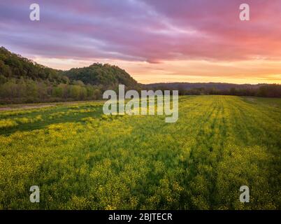 Gelbe Felder von wildem Senf blühen über einem farbenfrohen Sonnenuntergang im Frühling am Green Bottom, West Virginia. Stockfoto