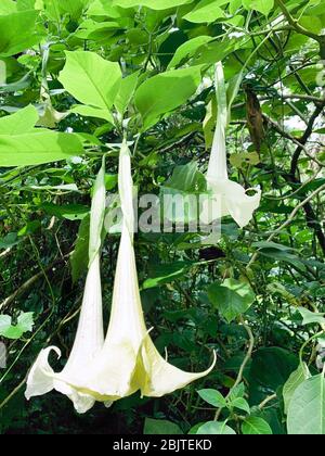 Weiße Blume in Bukit Lawang Sumatra, Indonesien Stockfoto