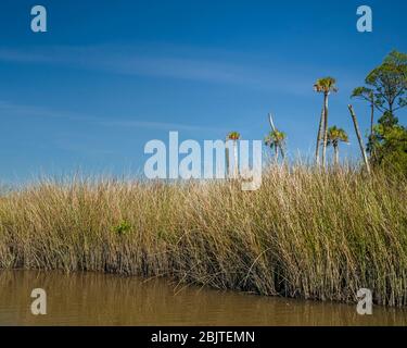 Florida Salt Marsh. Golfküste in der Nähe von Yankeetown, Florida. Landschaftlich schöne Küstentiden Salzsumpf mit Rush, Gras, Bäume. Natürliche Florida Küstengemeinschaft. Stockfoto