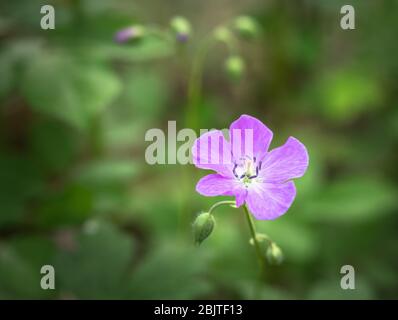 Wilde lila Geranien in der Blüte vor einem grünen Hintergrund des Waldbodens mit jungen Knospen bilden um ihn. Stockfoto