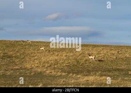 Eine Herde von Pronghorn, Antilocapra americana, oder lokal als Antilope auf den Graswiesen von Central Montana, USA, Nordamerika bekannt. Stockfoto