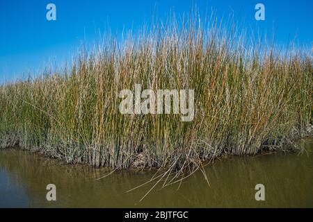 Florida Salt Marsh. Gulf Coast Saltmarsh Rush landschaftlich reizvolle Bild. Stockfoto