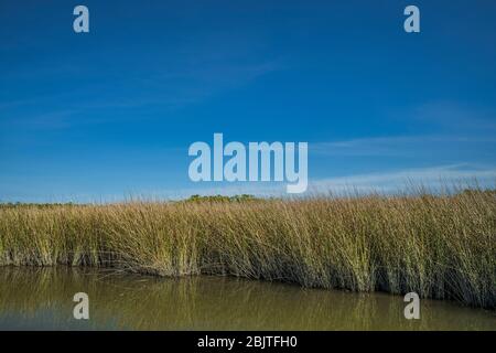 Florida Salt Marsh. Gulf Coast Saltmarsh Rush landschaftlich reizvolle Bild. Stockfoto