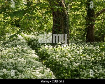 Ein diagonaler und gerader Waldweg, der durch einen Teppich aus Knoblauch in voller Blüte mit angestrahltem Sonnenlicht durchschneidet Stockfoto