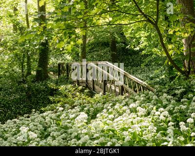 Shorwell-Fußgängerbrücke mit im Vordergrund blühendem Bärlauch in gedappltem Sonnenlicht Stockfoto