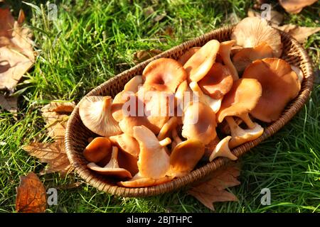 Weidenkorb mit Orangenpilzen auf Gras im Wald Stockfoto