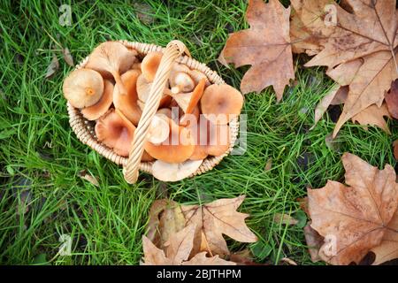 Weidenkorb mit frischen rohen Orangenpilzen auf Gras Stockfoto