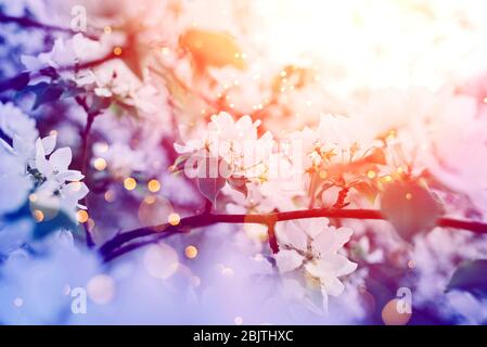 Schöne apfelblüte. Federhintergrund mit weichem Fokus. Stockfoto