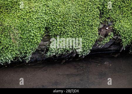 Babys Tränen Soleirolia soleirolii, die an einer Wand in der Nähe eines Baches wachsen. Stockfoto