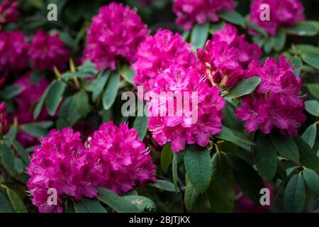 Die spektakulär intensive Farbe eines Rhododendronbusches Ericaceae. Stockfoto