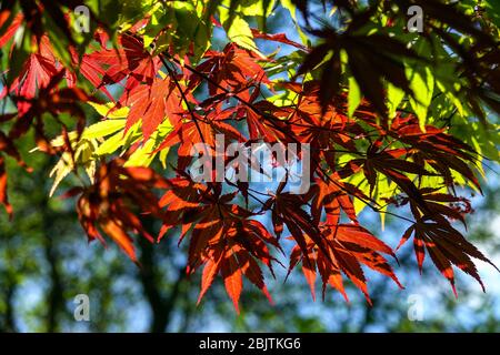 Japanischer Ahorn Ahorn palmatum 'Tama Hime'-Zweig Stockfoto