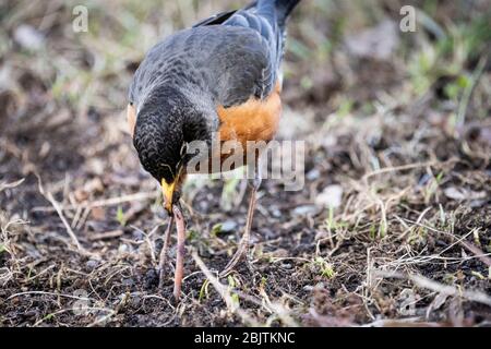 American Robin auf Nahrungssuche im Gras Stockfoto