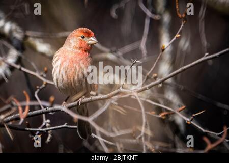 Männlicher Hausfink in einem Baum in der Nähe von Vogelfutterhäuschen Stockfoto