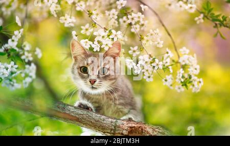 Portrait ein süßes, gestromtes Kätzchen sitzt auf den Ästen eines Kirschbaums mit weißen Blüten in einem Sunny May Garten Stockfoto