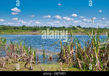 Bug Flussbett zwischen grünen Wiesen im Sommer unter einem blauen Himmel mit weißen Wolken. Polen im Sommer.Horizontale Ansicht. Stockfoto