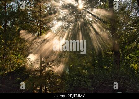 Sonnenstrahlen scheinen durch den Nebel, der in den Baumwipfeln des Waldes gehüllt ist. Ein schöner Sommertag in Polen. Horizontale Ansicht. Stockfoto