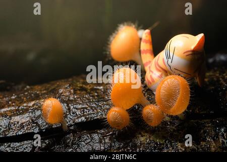 Orangenpilz, Cookeina tricholoma im Regenwald und die Katze Stockfoto