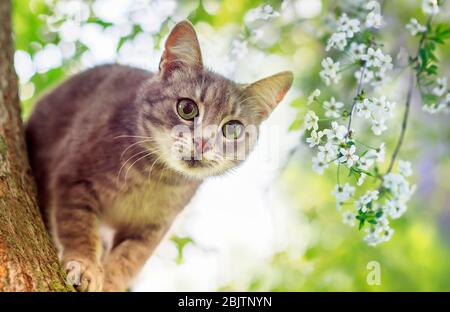 Portrait niedlich ein gestreiftes Kätzchen klettert in einem Sunny May Garten zwischen Kirschzweigen, die mit weißen Knospen blühen Stockfoto