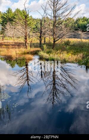 The Birch Hill Dam Reservation in Royalston, Massachusetts Stockfoto