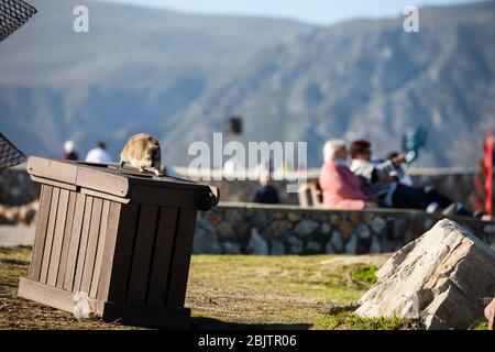 Dassie oder Rock Hyrax auf der Suche nach Nahrung in Mülleimer, hermanus, Südafrika Stockfoto