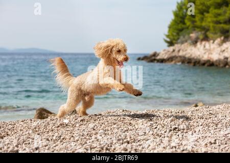 Ein junger Aprikosenpudel, der am Strand fröhlich spielt. Ein glücklicher Hund, der an einem Sommertag am Strand, Bol, Insel Brac, Kroatien, mit Freude jumping und jumping Stockfoto