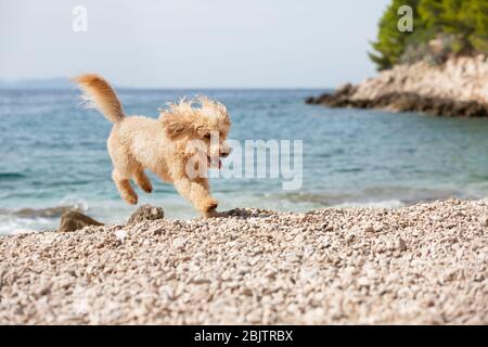 Portrait eines jungen Marillen-Pudel-Hundes am sonnigen Strand.Glücklicher Hund, der an einem Sommertag am Strand, Bol, Insel Brac, Kroatien, freudig läuft und springt Stockfoto