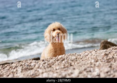 Porträt eines jungen Pudelhundes am sonnigen Strand. Ein glücklicher Hund, der an einem sonnigen Sommertag am Strand spielt, Bol, Insel Brac, Kroatien Stockfoto