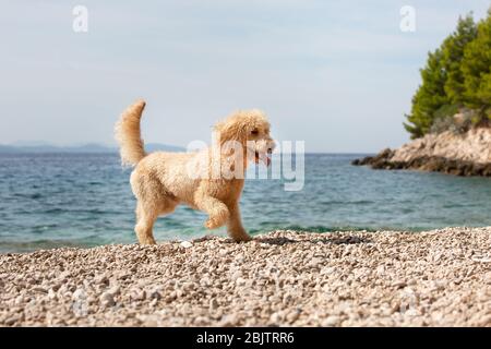 Porträt eines jungen Aprikosen-Pudelhundes am sonnigen Strand. Ein glücklicher Hund, der an einem sonnigen Sommertag am Strand spielt, Bol, Insel Brac, Kroatien Stockfoto