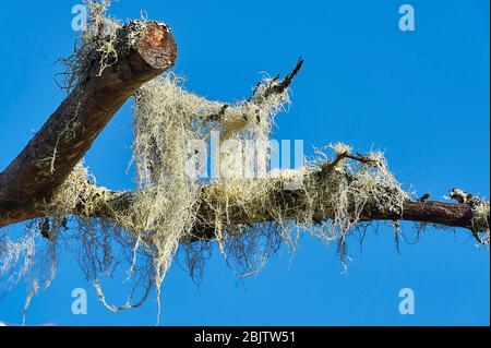 Usnea (Usnea longissima) bekannt als alter Mann Bart oder Bart Flechten wachsen auf einem Baum Cherry Hill, Nova Scotia, Kanada Stockfoto