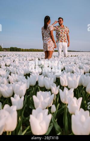 Weißes Tulpenblütenfeld im Frühling in den Niederlanden Noordoostpolder, weißes Tulpenfeld im Frühling Stockfoto