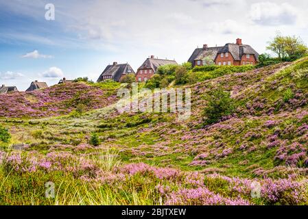 Heather in Blüte und strohgedeckte Hütten in den Dünen. Märchenhaftes Landschaftspanorama auf der Insel Sylt, Nordfriesische Inseln, Deutschland. Stockfoto