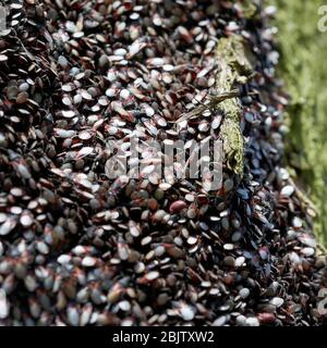 Invasion von Lindenkörner (Oxycarenus lavaterae) auf einer Linde in einem Park in Magdeburg in Deutschland Stockfoto