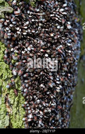 Invasion von Lindenkörner (Oxycarenus lavaterae) auf einer Linde in einem Park in Magdeburg in Deutschland Stockfoto