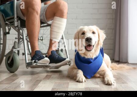 Netter Service Hund liegt auf dem Boden in der Nähe Mann im Rollstuhl Stockfoto