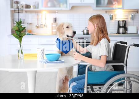 Service Hund in der Nähe Mädchen im Rollstuhl drinnen Stockfoto