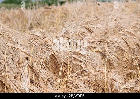 Ohren der Reifen Gerste wächst auf einem Bauernhof-Feld Stockfoto