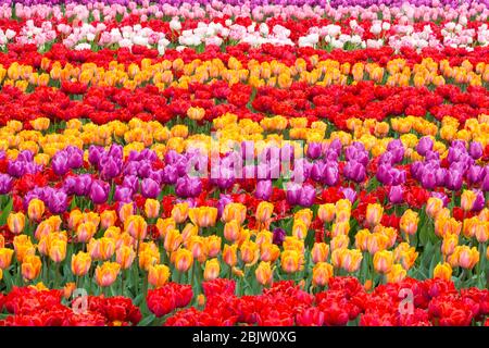Details von Tulpen in verschiedenen Farben im Keukenhof Park, Lisse, Niederlande Stockfoto