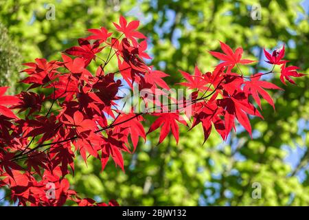 Japanischer Ahorn Acer palmatum „Bloodgood“ Ahorn Red Green Laub Tree Acer „Bloodgood“ hinterlässt Frühling April Rote Blätter auf Ästen Stockfoto