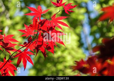 Japanischer Ahorn Acer palmatum 'Bloodgood' rote Blätter Stockfoto