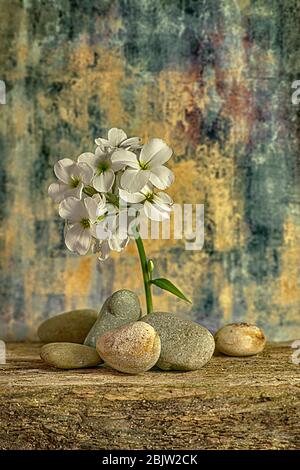 Weiße Blumen auf einem sonnigen Hintergrund, schöne Frühling und Sommer Blume Stockfoto