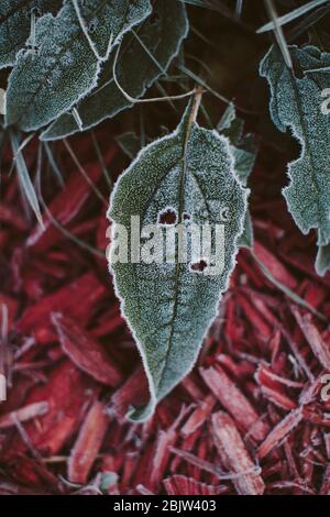 Früh am Morgen Frost auf den Blättern der Pflanzen im Garten Stockfoto