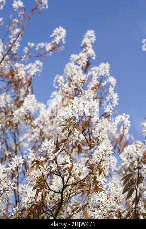 Amelanchier Lamarckii Blüten im Frühjahr. Stockfoto