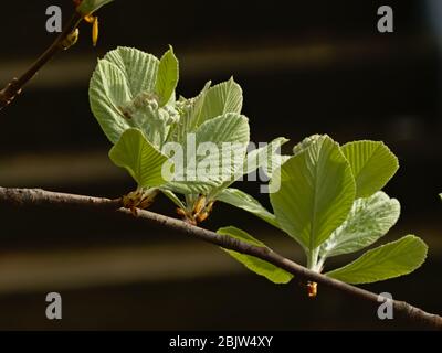 Frische hellgrüne Weißblattblätter und sprießende Blumen, selektiver Fokus auf dunklen Bokeh Hintergrund - Sorbus Arie Stockfoto