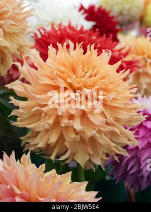 Dahlia 'Aggie White' Blume. Stockfoto