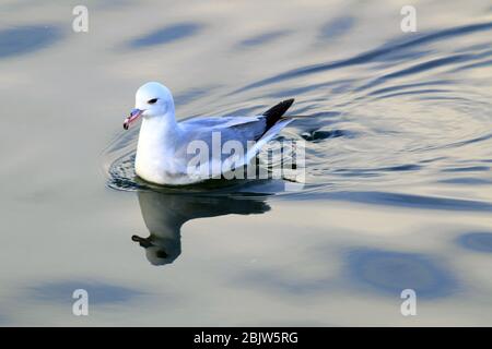 Foto eines südlichen Fulmarus (Fulmarus glacialoides) Schwimmen im Hafen von ushuaia, argentinien. Wilde Seevögelwelt in natürlicher Umgebung; Ornithologie Stockfoto