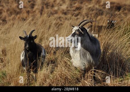 Ziegen im Wild Goat Park, Galloway Forest Park, Schottland Stockfoto