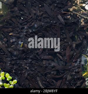 Schule von Froschkaulquappen in einem Teich, die gerade aus ihrem Froschspawn hervorgegangen sind Stockfoto