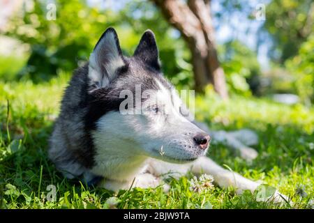 Porträt von niedlichen sibirischen Husky auf grünem Gras liegen.Husky Hund ist in einem grünen Feld von Gras am Abend entspannen. Sibirischer Husky gegen die Natur Stockfoto